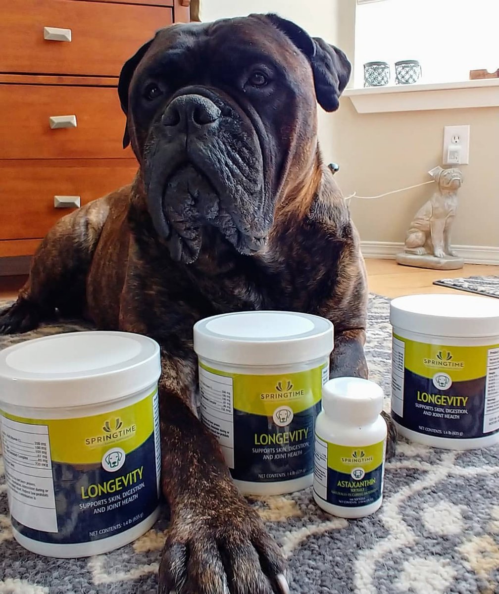 springtime_supp's tweet image. Bull Mastiff-approved 🐶😋 ⁣
⁣
📸: tilly_k9salutetopdog on Instagram!