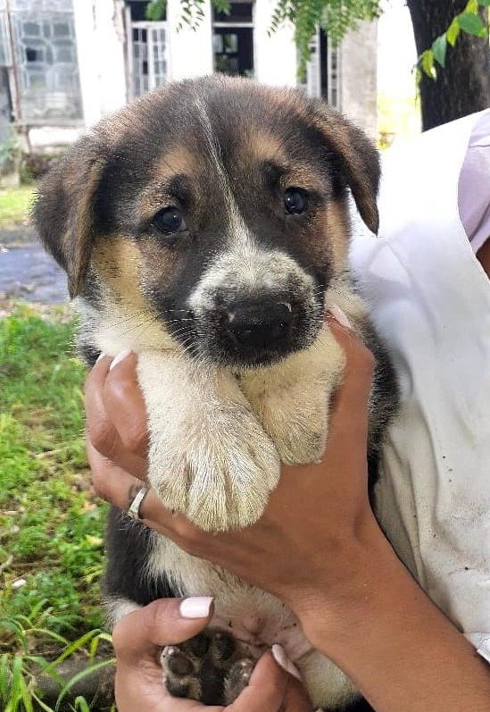 Amigues de tuiti, una conocida encontró a este cachorrito dioso mal en Parque Patricios. No lo puede tener así que necesitamos encontrarle una familia permanente o alguien que lo pueda transitar. MIREN ESA MIRADITA X DIOS. 

Si le dan RT quizá le encontramos un hogar más rápido♥️