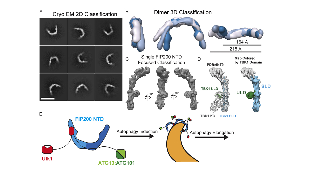 Jcellbiol Study By Xiaoshanshi1 Thehurleylab Et Al Shows How The C Shaped Fip0 Dimer Holds The Ulk1 Complex Together And Scaffolds Autophagy Initiation T Co Aqcynhk3rn From Our Special Collection On Structuralbiology