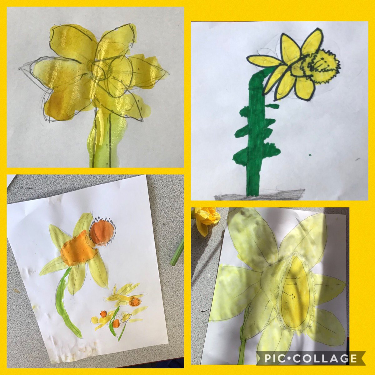 WillingtonPrimary tweet media