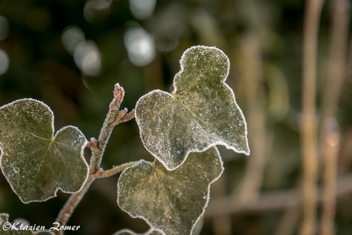 zomer60's tweet photo. Wat zorgt de natuur toch voor mooie momenten #hartvorm #frozenleaf #ikhouervan https://t.co/J9hTUi1wNH