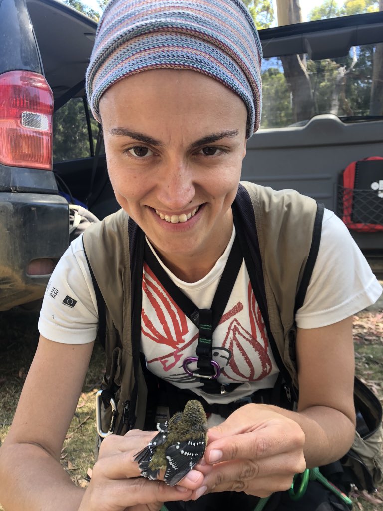 Meet  @Fe_biologia ! She is studying pardalotes, parasites and the things that make them tick! She’s made some super cool discoveries - eg  https://www.google.com.au/amp/s/theconversation.com/amp/scientists-devised-a-cheap-ingenious-trick-to-save-this-bird-from-a-blood-sucking-maggot-and-it-works-brilliantly-143900 2/n