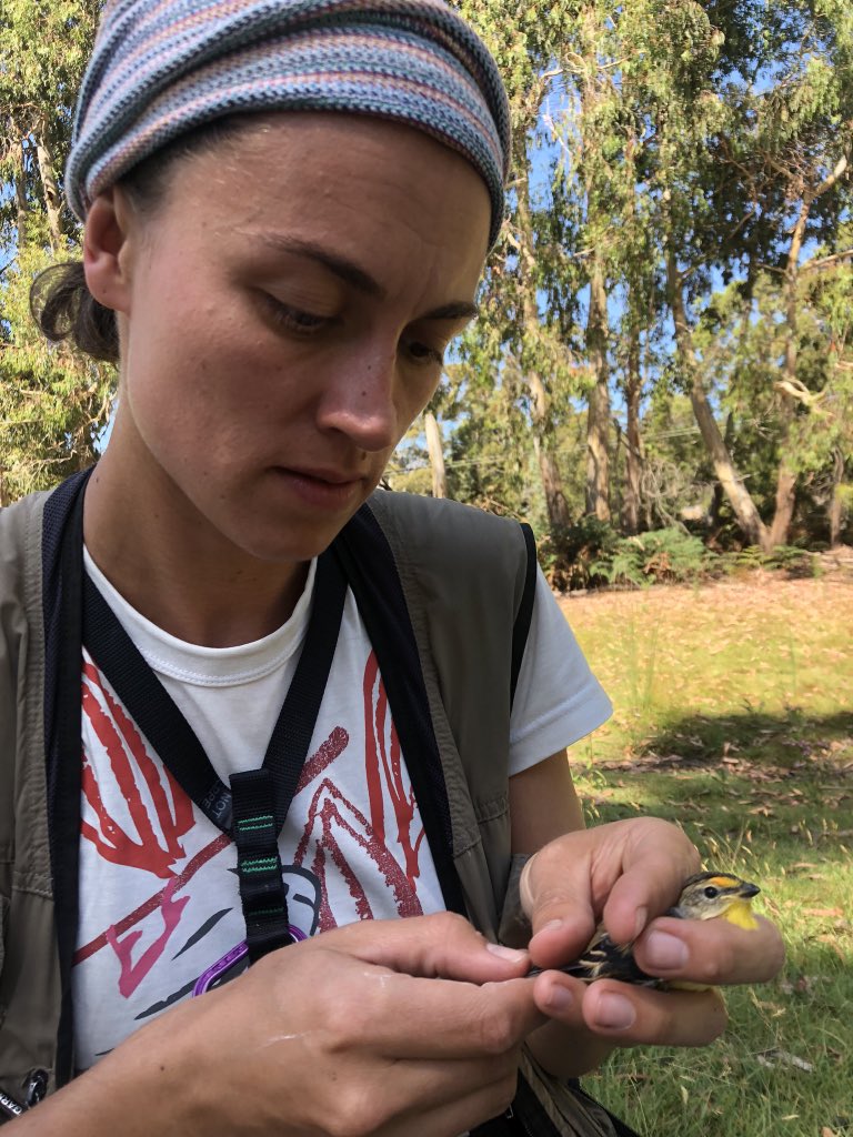 Meet  @Fe_biologia ! She is studying pardalotes, parasites and the things that make them tick! She’s made some super cool discoveries - eg  https://www.google.com.au/amp/s/theconversation.com/amp/scientists-devised-a-cheap-ingenious-trick-to-save-this-bird-from-a-blood-sucking-maggot-and-it-works-brilliantly-143900 2/n