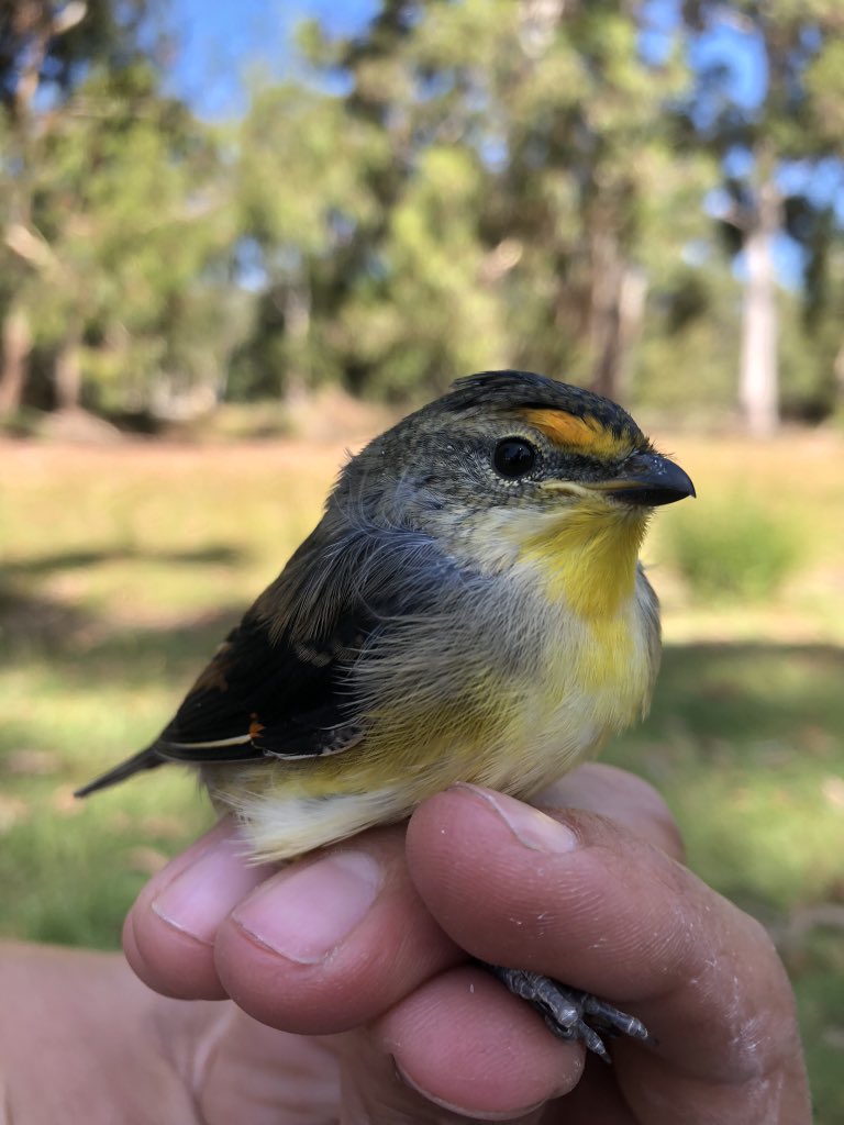 Meet  @Fe_biologia ! She is studying pardalotes, parasites and the things that make them tick! She’s made some super cool discoveries - eg  https://www.google.com.au/amp/s/theconversation.com/amp/scientists-devised-a-cheap-ingenious-trick-to-save-this-bird-from-a-blood-sucking-maggot-and-it-works-brilliantly-143900 2/n