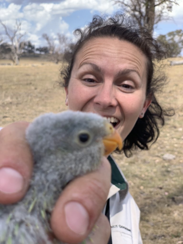 This is  @LRayner_ & she started with us by designing the National monitoring program for regent honeyeaters and now she’s working on her one true love, the superb  #parrot! Laura is a big advocate for conservation and those silly green babies  https://www.google.com.au/amp/s/amp.abc.net.au/article/13026452 3/n