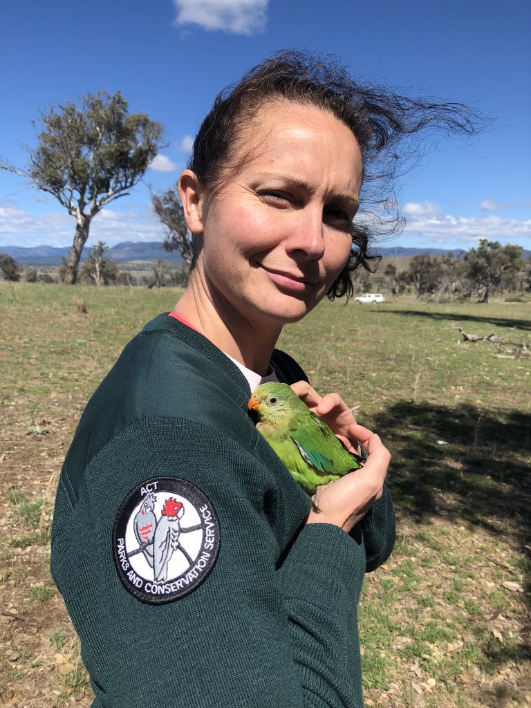 This is  @LRayner_ & she started with us by designing the National monitoring program for regent honeyeaters and now she’s working on her one true love, the superb  #parrot! Laura is a big advocate for conservation and those silly green babies  https://www.google.com.au/amp/s/amp.abc.net.au/article/13026452 3/n