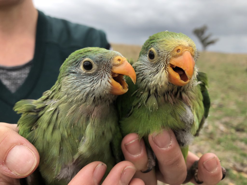 This is  @LRayner_ & she started with us by designing the National monitoring program for regent honeyeaters and now she’s working on her one true love, the superb  #parrot! Laura is a big advocate for conservation and those silly green babies  https://www.google.com.au/amp/s/amp.abc.net.au/article/13026452 3/n