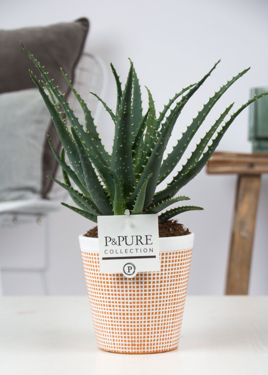 #Goedemorgen, #helaas is het alweer de laatste dag van de week van de #Aloë. #Profiteer er nog even van. <a href="/CactusStolk/">Cactuskwekerij Stolk</a> kan de Aloë #Arborescens leveren in o.a. onze #Pure #Terra #Cotta pot !!
