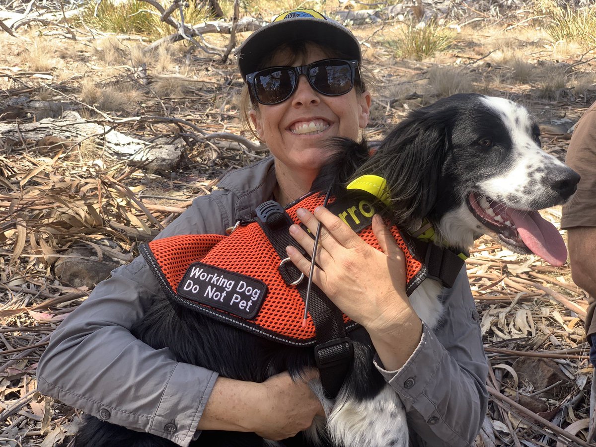 Meet  @tasbiophiliac ! She’s doing MSc on using detection dogs to help find rare masked owls! As well as having infinite tolerance for annoying dog behaviour she is leading the way in finding a new method for finding rare animals in horrible habitats 6/n