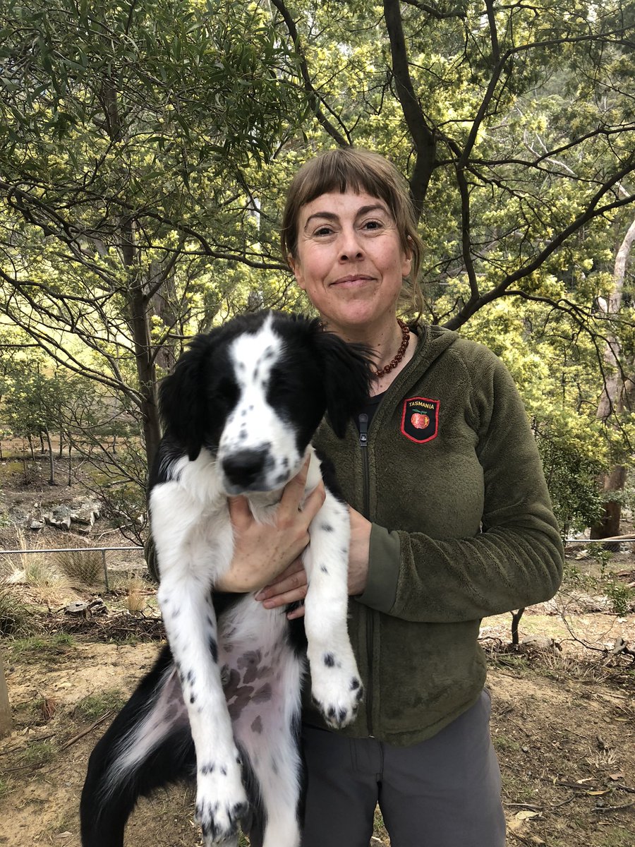 Meet  @tasbiophiliac ! She’s doing MSc on using detection dogs to help find rare masked owls! As well as having infinite tolerance for annoying dog behaviour she is leading the way in finding a new method for finding rare animals in horrible habitats 6/n
