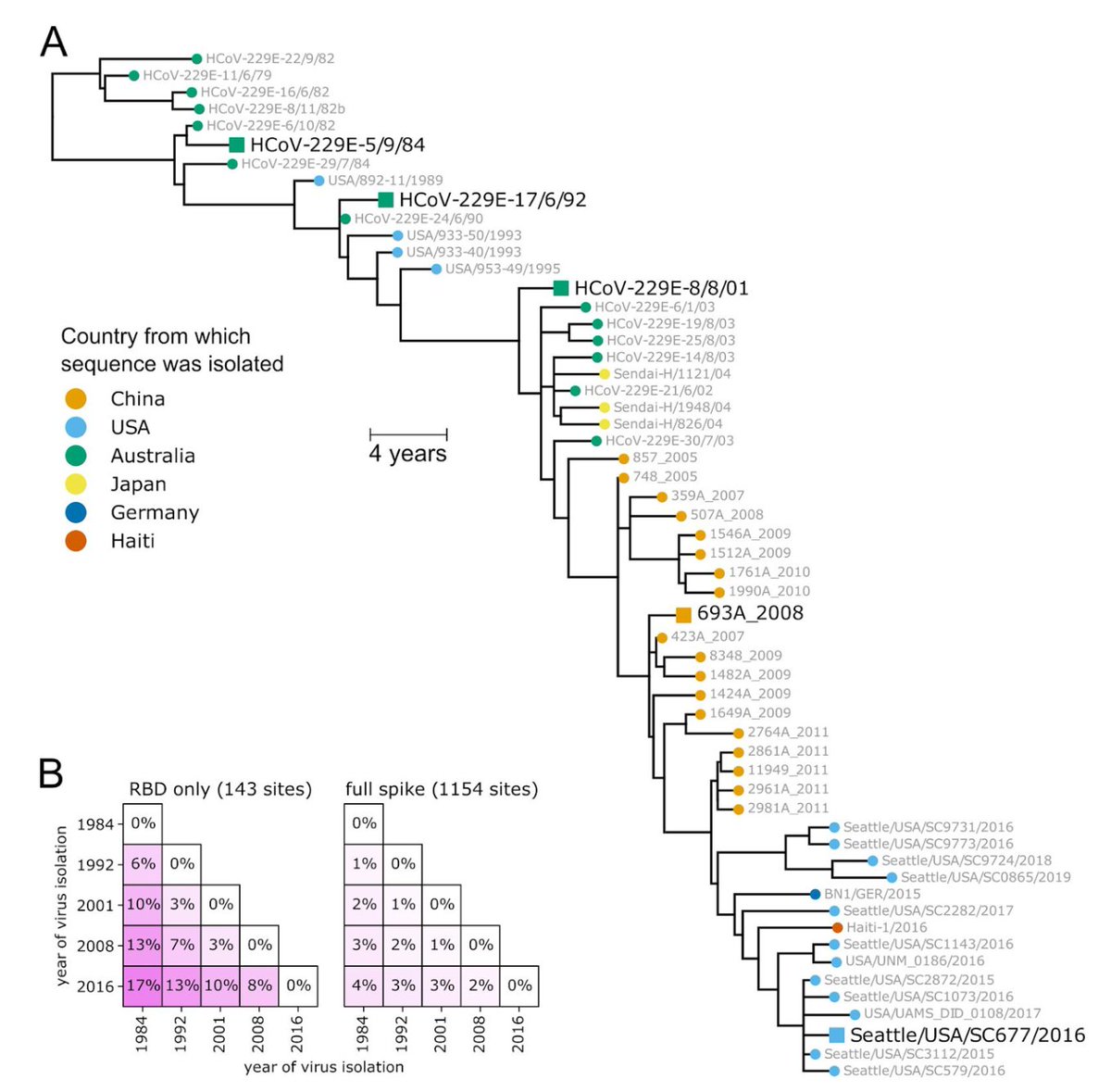 As with influenza, they find a 'ladder-like' phylogenetic tree, suggesting that new variants emerge, become dominant, then are gradually replaced by subsequent new variants. (Influenza A/H3N2 below right from:  https://www.nature.com/articles/nature14460) 3/