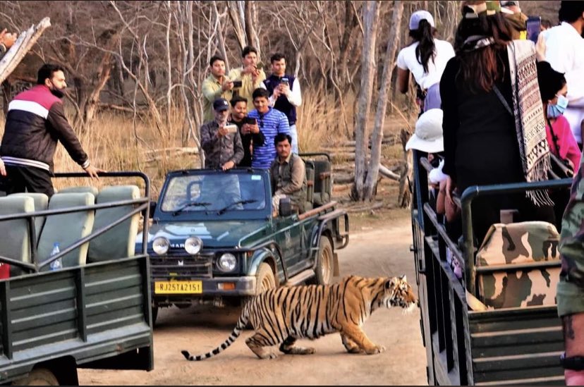 Responsible tourism? Respect for wildlife? Better to visit a zoo. 

#RespectWildlife