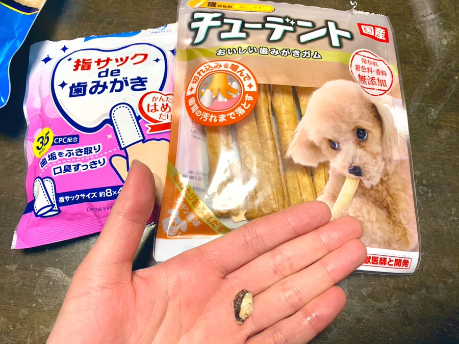 歯磨きガムで歯石がポロッと取れた どんなガムを食べさせているのか調べてみました ワンラヴライフ