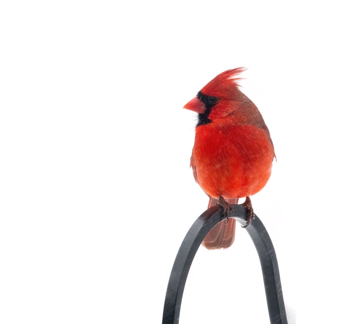 Mike09774844's tweet photo. Snow Bird https://t.co/O1rJxHI21s