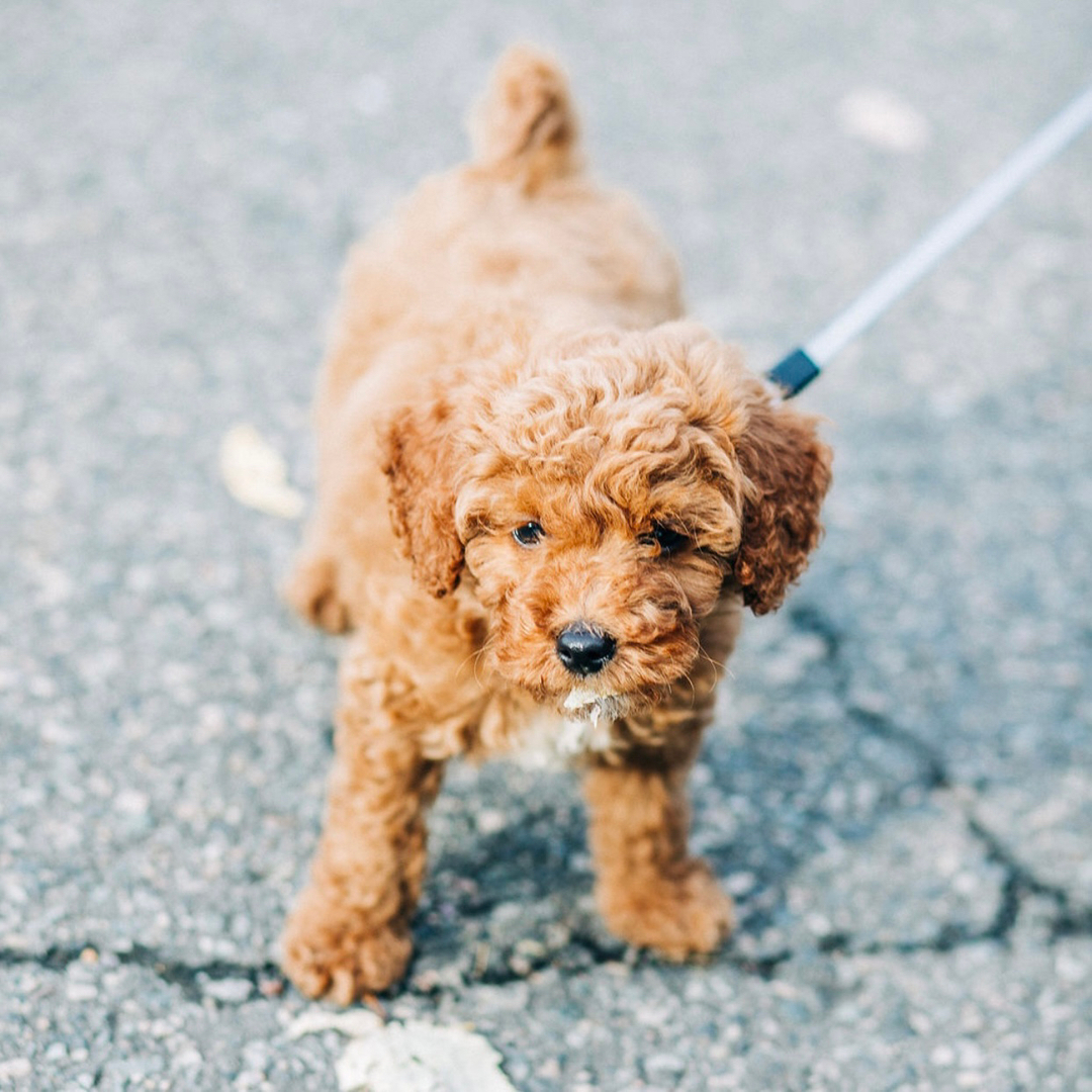 Bowie lives in New Jersey but has been attending classes and taking private lessons with us at our studio and virtually. He loves to greet other people, but his humans have helped curb his jumping, with the help of our trainer, Anna.  “She taught us how to teach him that good