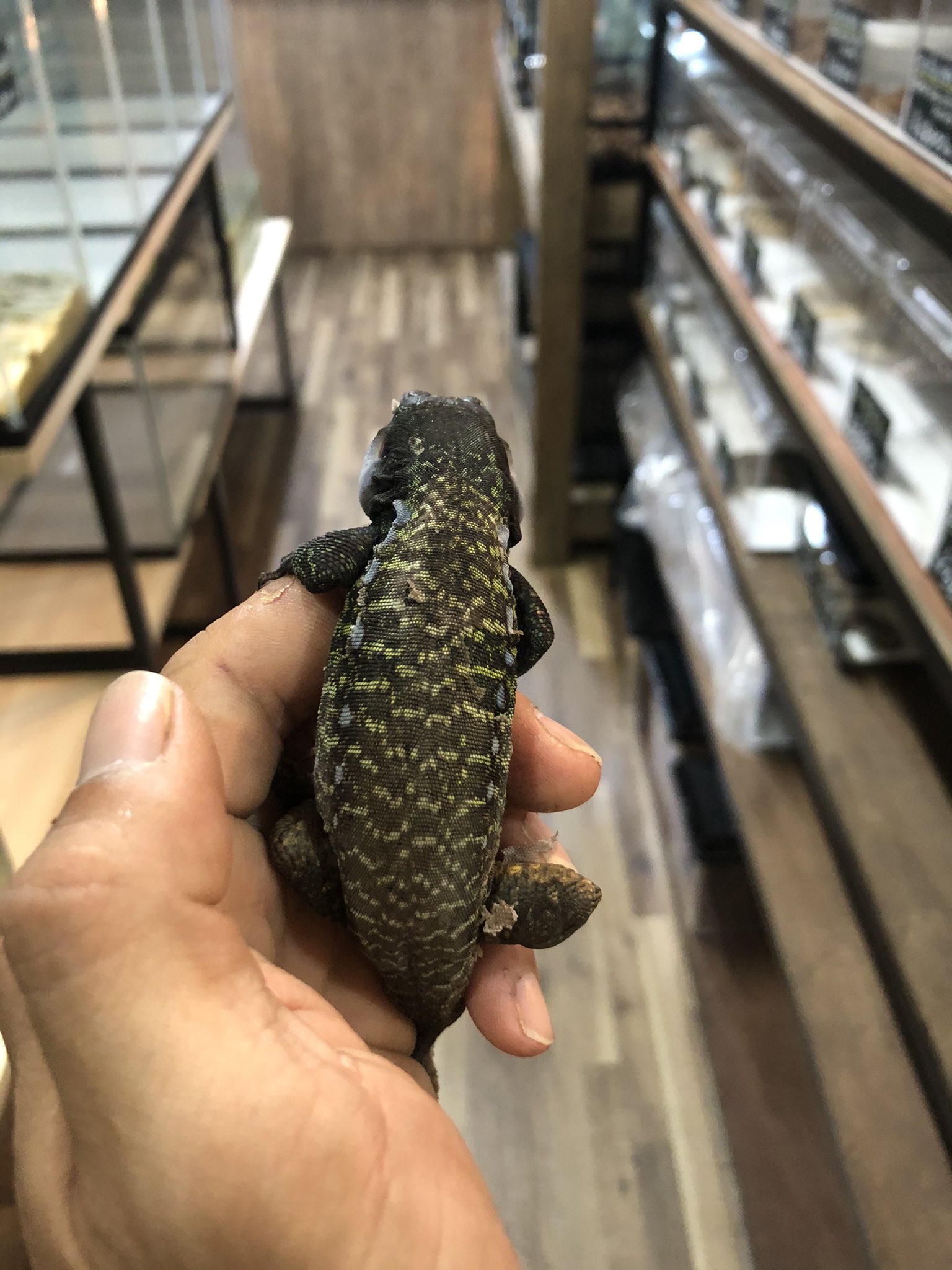 爬虫類屋 セレクト アイセントラウトカナリアカナヘビ 本日入荷しました 地色が黒色の為 グリーンやブルースポットがとても綺麗です 餌は人工飼料から果物 葉物を食べます 1匹の入荷となります お気軽にお問い合わせください アイセン