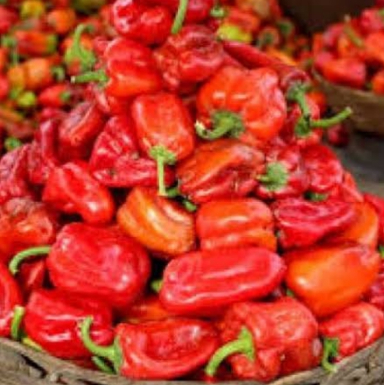 See the reasons why Yoruba love Pepper.Everyone,yes everyone in Nigeria can tell of Yoruba's undying love and sticking affection for pepper. We will talk about oil another day.One of the reasons that can be attributed to their love for Pepper