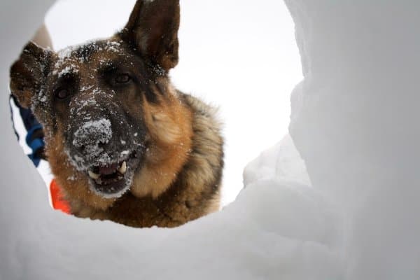 Keep warm with us at Heat Your Home. Free delivery within 5 mile radius of Helston
#heatyourhomecornwall #logs #coal #firewood #snow #winterincornwall #family #warmth #heat #fire #coalfire #logfire #openfire #firelog #kindling #kilndried #germanshephards