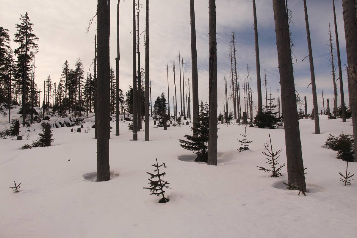 SpaceTimeEco's tweet photo. #thaw circles or #treewells are interesting and can be even an important drivers of tree regeneration and #spatialpatterns in mountain forests affected by #BarkBeetle outbreaks
See our paper in @JVegSci
https://t.co/poH23sK3fu https://t.co/Q1pHxdUCVx