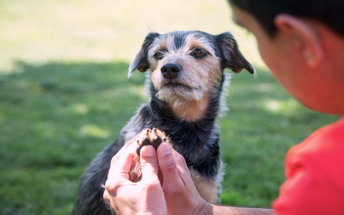 GENERACIÓN M| Importantes razones de por qué no hay que usar productos humanos en nuestras mascotas
tinyurl.com/y38ghgw8