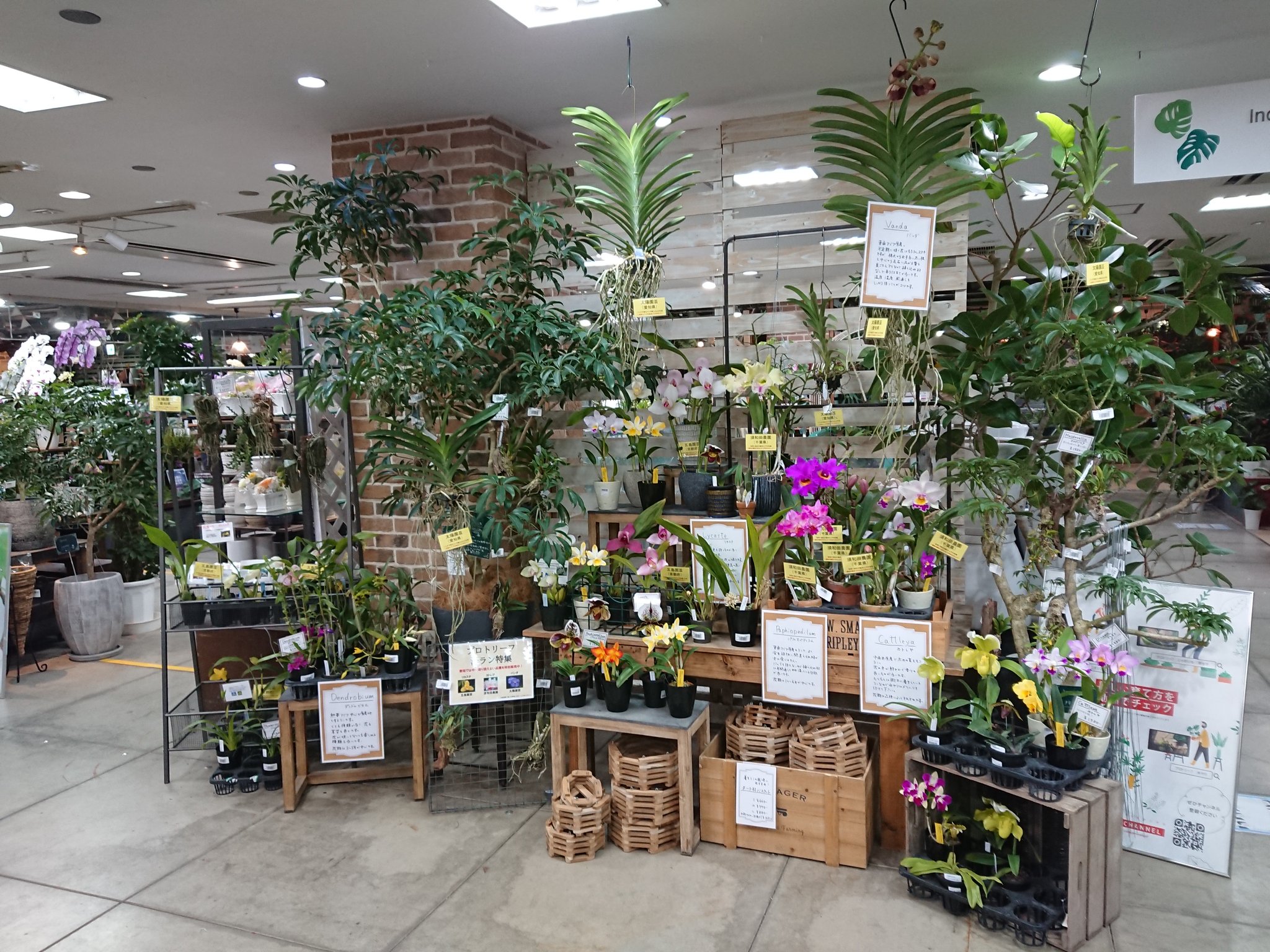 Uzivatel Pure Waterオーキッド Na Twitteru プロトリーフガーデンアイランド玉川店にて 洋ラン特集 明日から開催したします 選りすぐりのリカステやカトレア リーズナブルなバンダまで取り揃えております 現品限りで数に限りが御座いますが 是非遊びに入らして