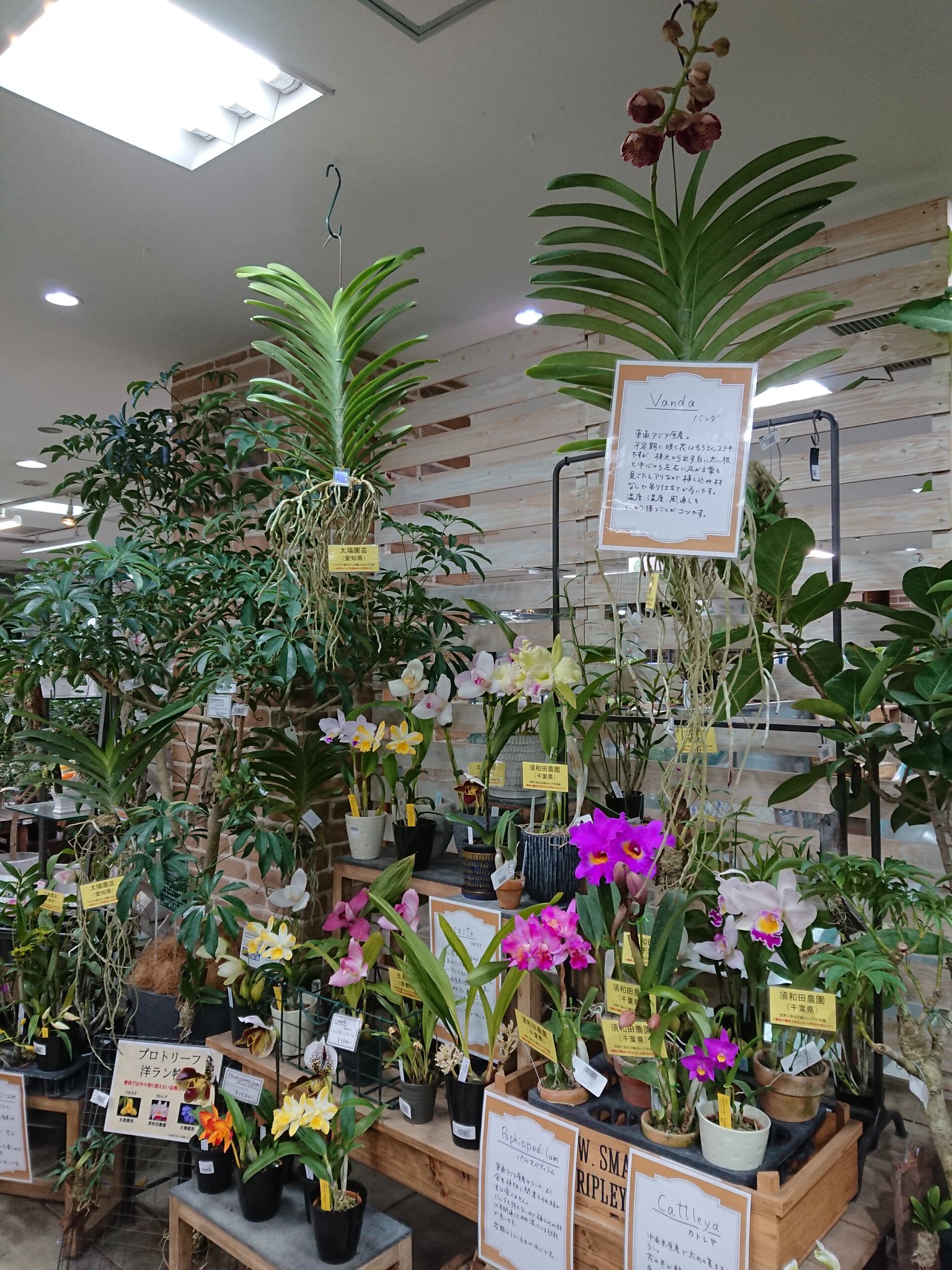 Pure Waterオーキッド 太陽園芸様 Taiyoengei のバンダも入荷しております キロキスタも立派な株が入ってます お水を沢山好むので こまめにシャワーしてあげてください 今週土曜日 13日 にバンダは追加入荷が決定 ご蘭なさい Orchid プロト