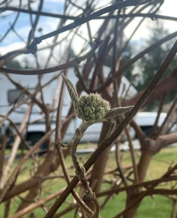Attendre le printemps tu dois