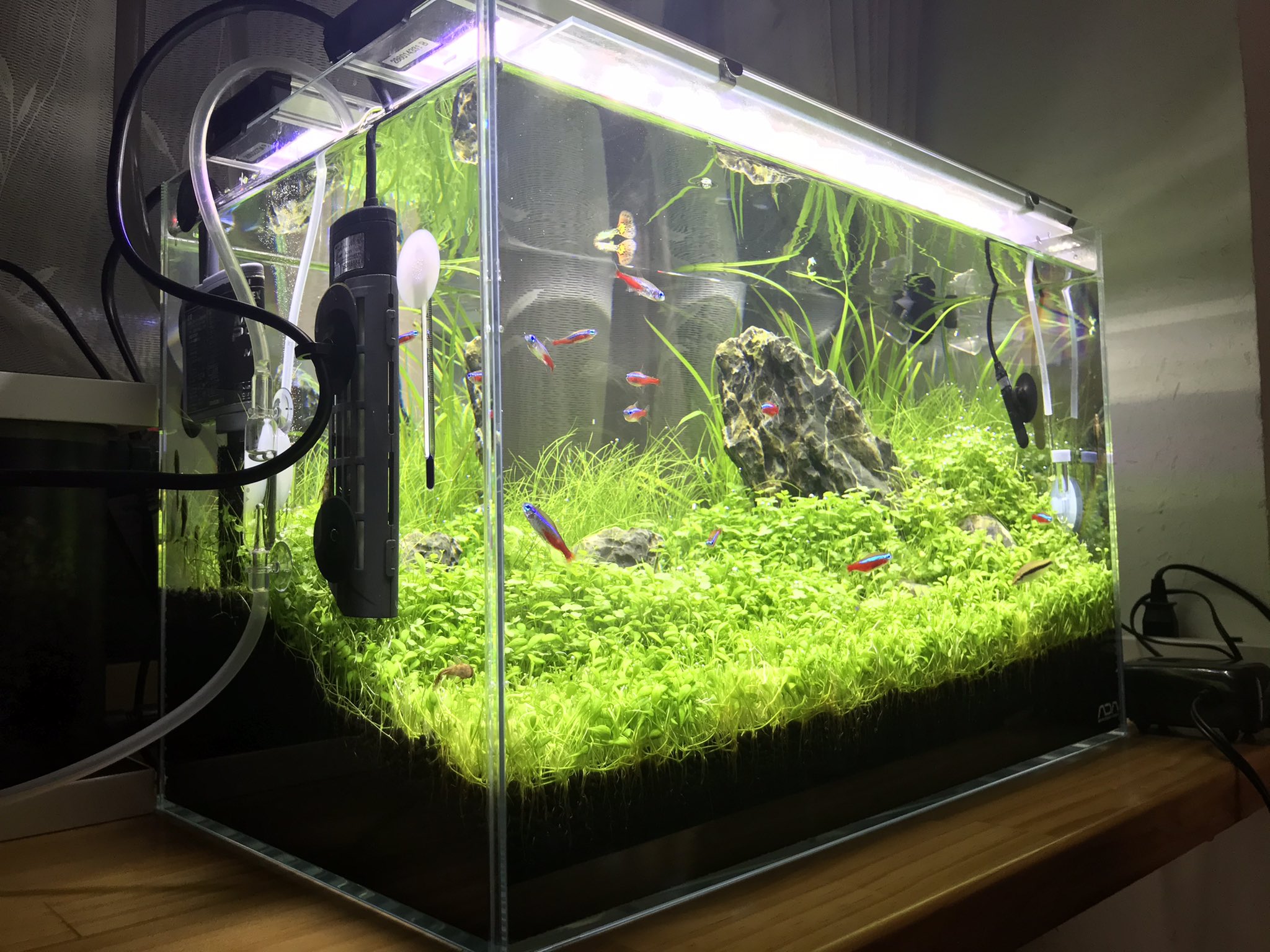 Futaba 前傾草ミックス草原レイアウト 旧水槽 アクアリウム アクアリウム初心者 熱帯魚 水草 水槽 T Co Q0qubmgqfh Twitter