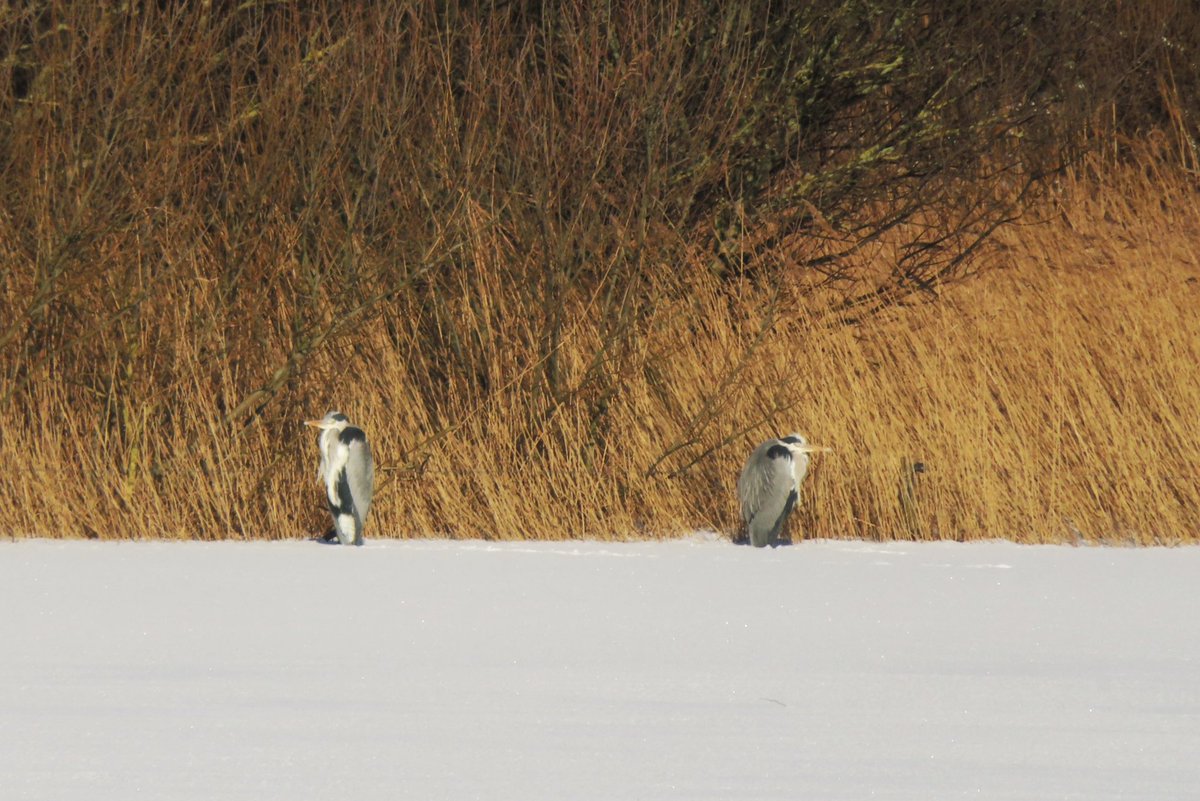 BREAKING NEWS!!!!!
Knallende ruzie in de natuur van #Terschelling Het reigermantsje wou de koude poten van zijn vrouwtje niet onder de vleugels nemen. #tiswat
