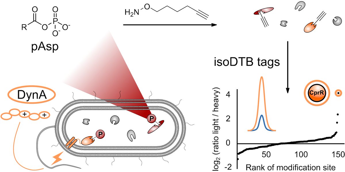 ChemicalScience's tweet photo. NEW in @ChemicalScience 📢 

A tailored phosphoaspartate probe unravels CprR as a response regulator in Pseudomonas aeruginosa interkingdom signaling by @SieberLab and @StephanHacker2 👏😍

Read it for free here 🔗 https://t.co/cMmRsKMKko https://t.co/kC5vWWWZv4