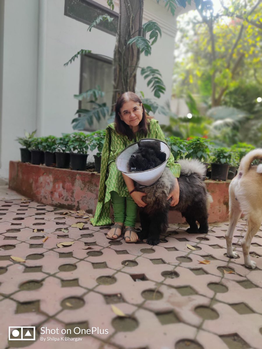 pfaindia's tweet photo. Maneka Sanjay Gandhi ma’am with Goofy , a dog rescued from the streets of Patna . He was blind and has been operated on to get some sight back.

&amp; With Lambu who was thrown out of 3 houses for biting and is a thorough well mannered gentleman and Goofy . 
Two cuties https://t.co/7yy4lYQMCI