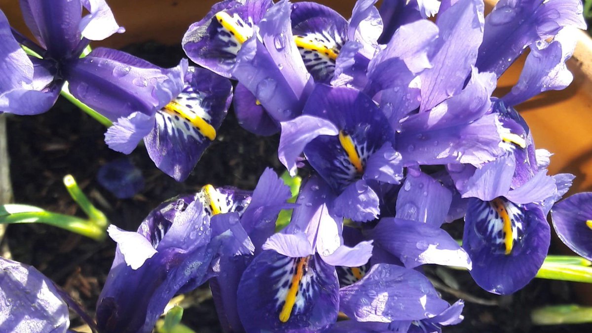 BirdAwareSolent's tweet photo. Why does spring smell so good? π³π±πΌπ¦βοΈ
It's not JUST the smell of the first flowers coming into bloom & fresh cut grassπ
It has more to do with the rising temperature...
#spring #springwatch #ukwildlife #uknature #signsofspring #springiscoming #birdaware https://t.co/kdPRZVuJny