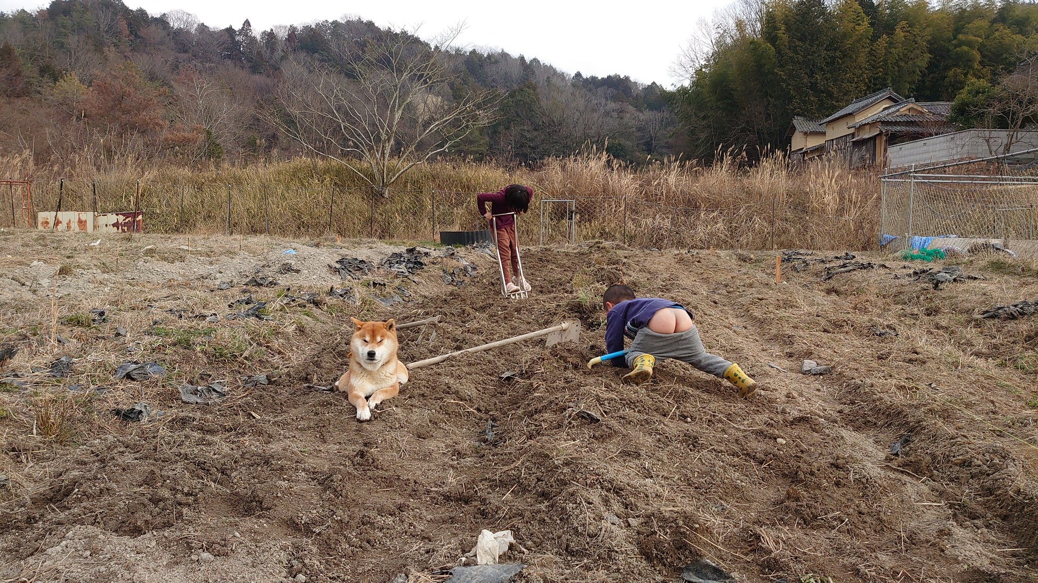 柴犬が作る赤いキウイ トラブル発生 畝づくりの続きをしていると 土の中で雑草の根っこと黒ビニールマルチがびっしり絡み合っていて 畝づくりどころではありません 作業を中断して 雑草とビニールを掘り起こして 手作業で仕分けしていきます 雑草