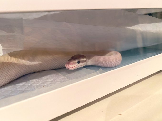 ボールパイソンのtwitterイラスト検索結果