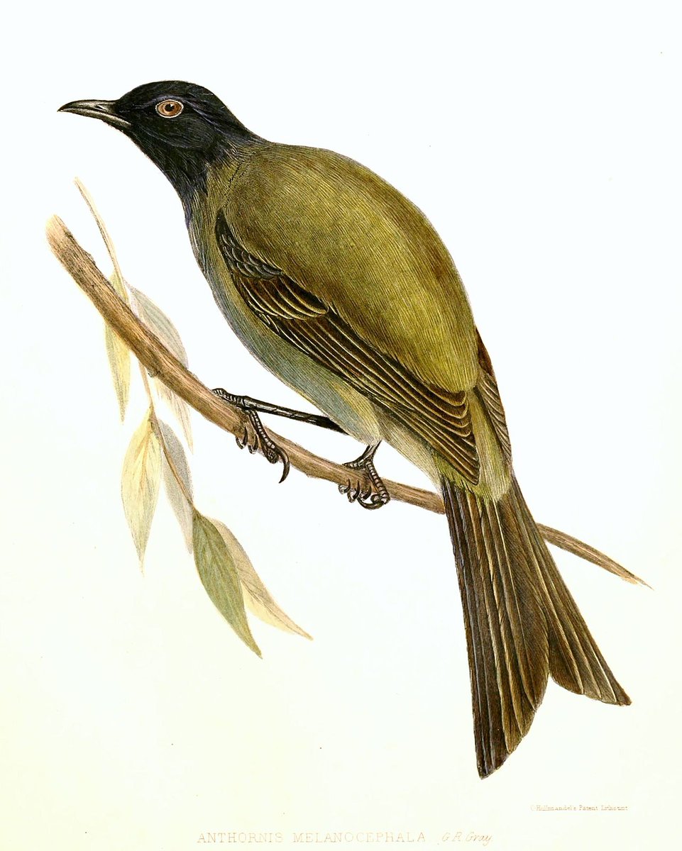 ZealandEarly's tweet photo. #ExtinctNZbirds
Chatham Bellbird - Endemic to Chatham Islands. Larger than NZ Bellbird. Last observed 1906 on Little Mangere Island. Popn likely impacted by introduction of a disease as there was a sudden popn decline before other disturbances (rats, cats). Source: Wikipedia. https://t.co/cZKPgbrU5Z