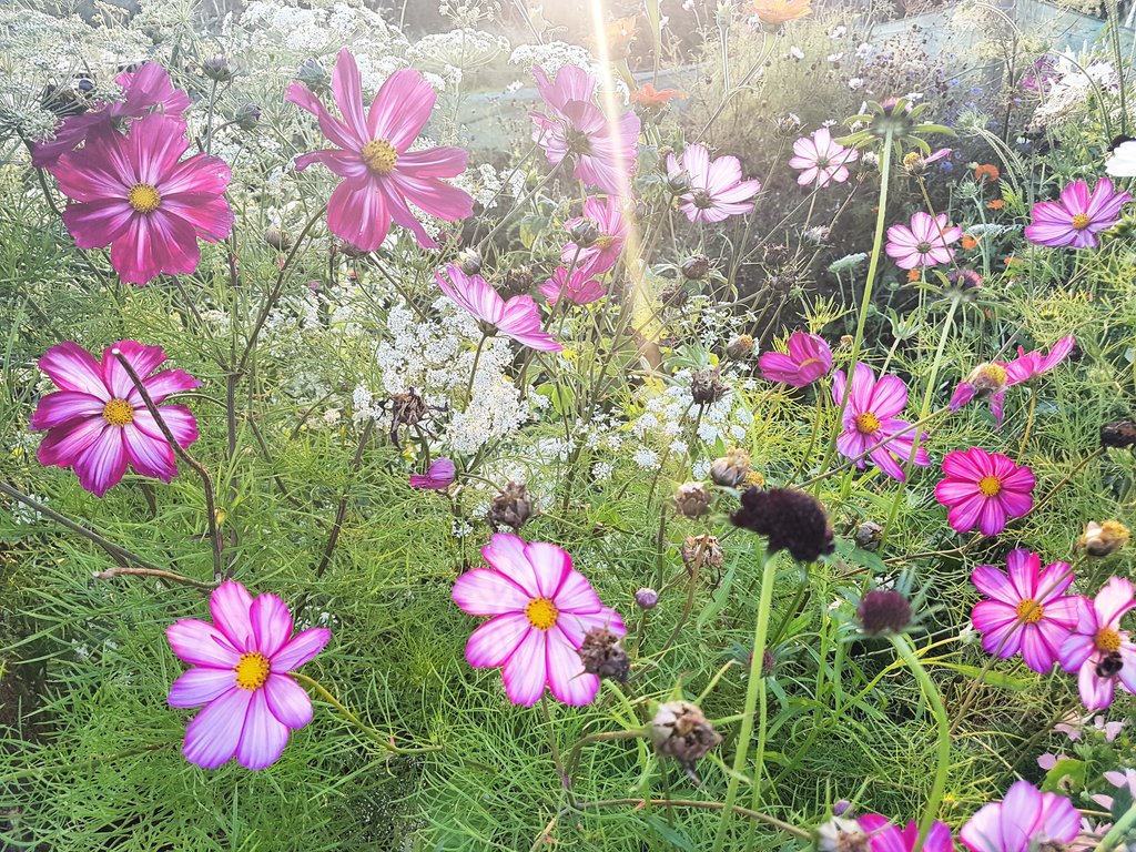higgledygarden's tweet photo. My flower seed shop is open for business as usual.
Treat yourself to a cut flower patch this season. :) https://t.co/iENB1k6uoL https://t.co/nw6JzcFeCx