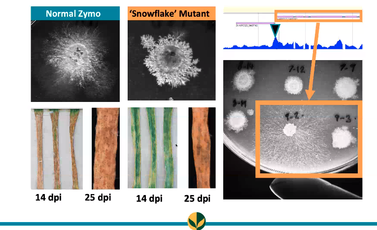 The first speaker is  @StellaRemnant from  @UoNBiosciences, based at  @Rothamsted Her picture featured a snowflake mutant of the plant pathogen, Zymoseptoria   #WomenInScience  #plantsci  #plantpathologist