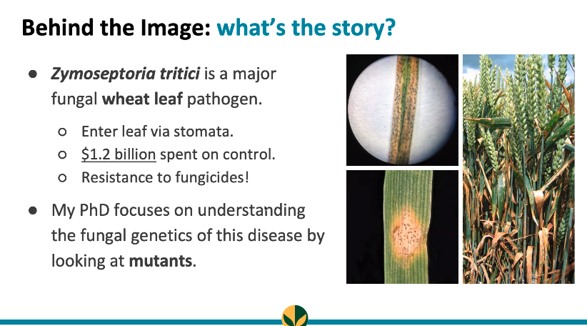 The first speaker is  @StellaRemnant from  @UoNBiosciences, based at  @Rothamsted Her picture featured a snowflake mutant of the plant pathogen, Zymoseptoria   #WomenInScience  #plantsci  #plantpathologist