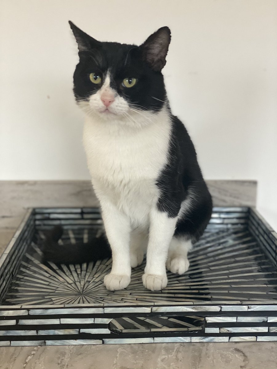FeralFormerly's tweet photo. @SpanielsSuper Don’t you dare!!! Evil dog 😡😖 Gaffer Tape indeed 😱 She thinks she’s some super duper PA 🙄 Deluded fool. Tries to tell me what to do 🙄As if! I’m a cat ... not a dog! #LaptopSquatter #IndependentCat #SitWhereILike https://t.co/ufIV5wlqCS