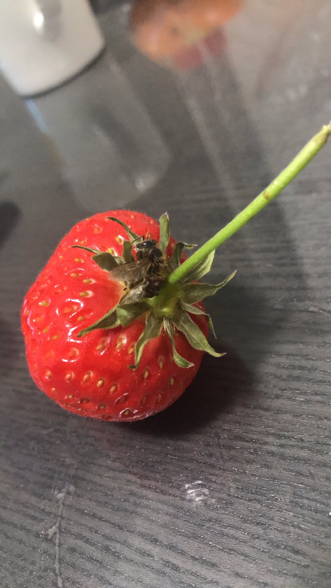 y_ki411's tweet photo. イチゴのヘタ取ろうと思ったら死んだ蜂ついてた😱😱😱そんなことある！？ https://t.co/BNuK5y30AQ