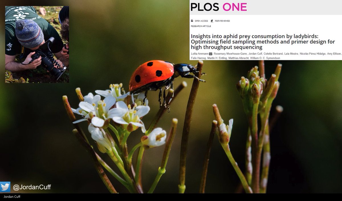 Our second speaker is  @JordanCuff (with a fresh haircut)!He took his ladybird picture in Cardiff as a PhD student at  @cardiffuni and  @Rothamsted on  @SWBio_DTP  He actually worked with spiders  and you can read about it on  @BritishEcolSoc's blog:  https://methodsblog.com/2021/02/10/medi-macronutrient-extraction-and-determination-from-invertebrates/