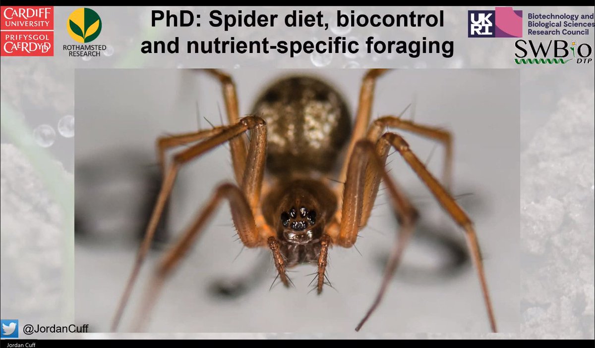 Our second speaker is  @JordanCuff (with a fresh haircut)!He took his ladybird picture in Cardiff as a PhD student at  @cardiffuni and  @Rothamsted on  @SWBio_DTP  He actually worked with spiders  and you can read about it on  @BritishEcolSoc's blog:  https://methodsblog.com/2021/02/10/medi-macronutrient-extraction-and-determination-from-invertebrates/