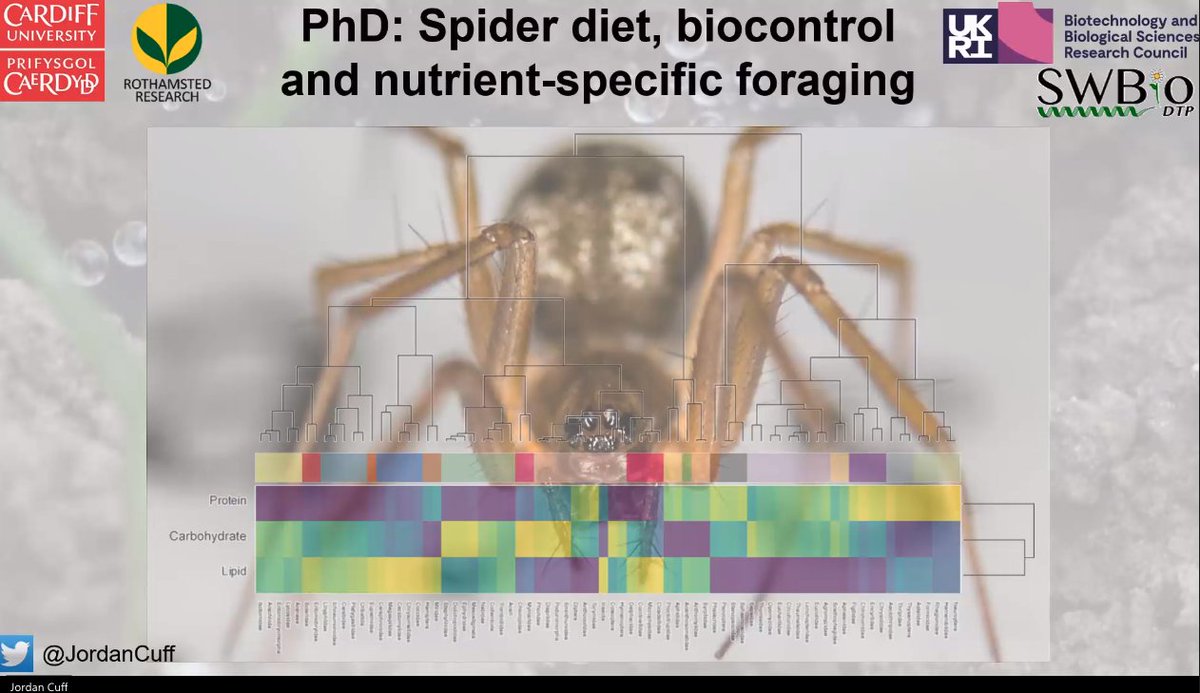 Our second speaker is  @JordanCuff (with a fresh haircut)!He took his ladybird picture in Cardiff as a PhD student at  @cardiffuni and  @Rothamsted on  @SWBio_DTP  He actually worked with spiders  and you can read about it on  @BritishEcolSoc's blog:  https://methodsblog.com/2021/02/10/medi-macronutrient-extraction-and-determination-from-invertebrates/