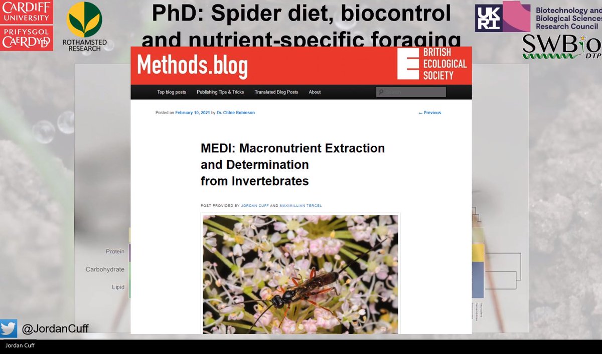 Our second speaker is  @JordanCuff (with a fresh haircut)!He took his ladybird picture in Cardiff as a PhD student at  @cardiffuni and  @Rothamsted on  @SWBio_DTP  He actually worked with spiders  and you can read about it on  @BritishEcolSoc's blog:  https://methodsblog.com/2021/02/10/medi-macronutrient-extraction-and-determination-from-invertebrates/