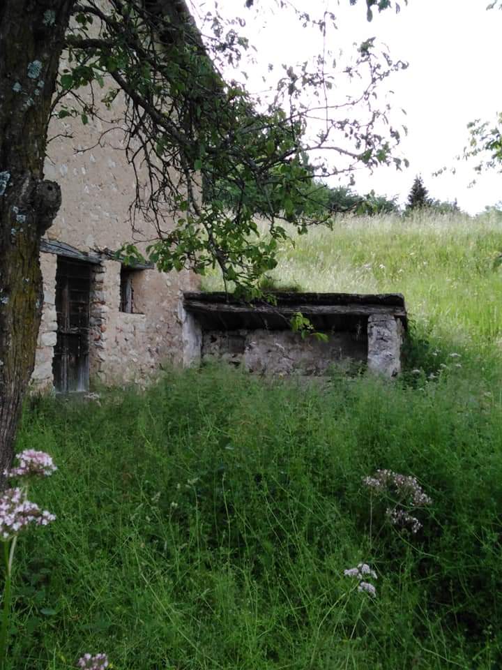 Simone the one who Occupy Italy Animals tweet media