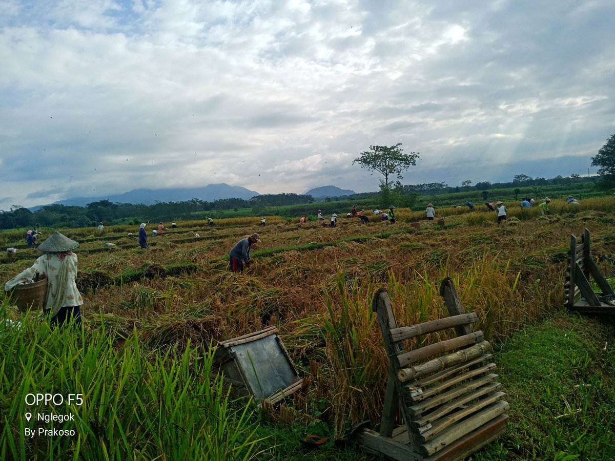 Agungbudi14's tweet photo. Gotong royong panen padi seluas 2.400 M² ada sekitar 40an orang https://t.co/jodLFZs5KU