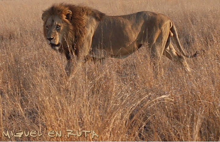 ¿Y si muy pronto, pudiéramos hacer un gran viaje? No tendría dudas!!
miguelenruta.com/2020/12/Leones…
#safari #kruger #leones #fauna