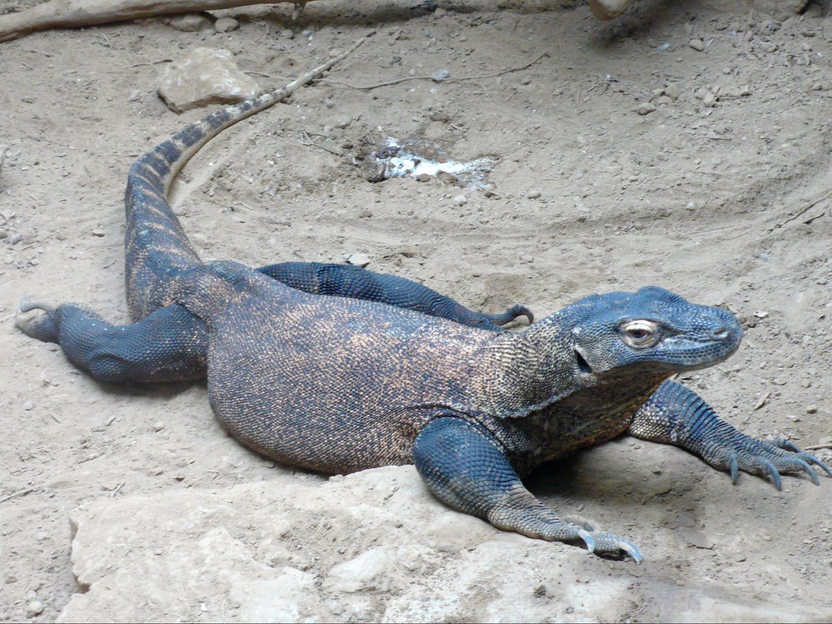 ディメトロドンって恐竜じゃないのか ややこしすぎる 恐竜とよく間違えられる古生物たち Togetter ディメトロドンって恐竜じゃないのか ややこしすぎる 恐竜とよく間違えられる古生物たち Togetter
