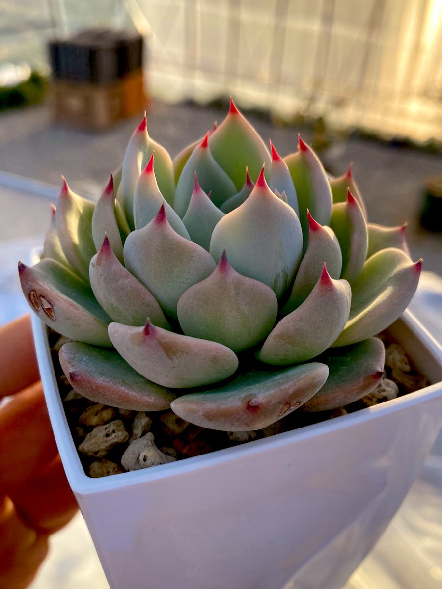 クスピダータメンチャカ×アガ丸 札付き ぼのぼの苗 エケベリア