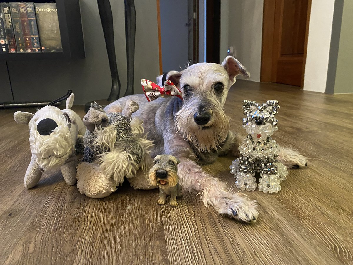 MoustaChiobu's tweet photo. Wishing everyone a very happy #LunarNewYear  from my schnauzer family. https://t.co/SxlcFM0KZV